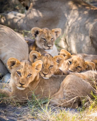 Imagine spending your Sunday hanging out with a pride of lions. 🦁

You can at Selinda, a private 130,000-hectare game reserve between the Okavango and the Linyanti river water systems. 

The reserve is home to around 100 lions, and they were recently featured in the National Geographic film “Birth of a Pride,” by Dereck and Beverly Joubert.

Complete your visit with a stay at Selinda Camp, an ultra-private luxury camp with just three guest tents. Personalised safaris come as standard here, and to us, there is no better way to meet the King of the Beasts!

👉 If you’re keen to find out more about Selinda Camp, head to the link in our bio and chat with our Senior Travel Specialist Alex on LiveChat on our website.

#lions #selindacamp #selindareserve #botswana #bigfive #wildlife #nature #safari #safarireserve #safraicamp #greatplainsconservation 

📸 @greatplainsconservation