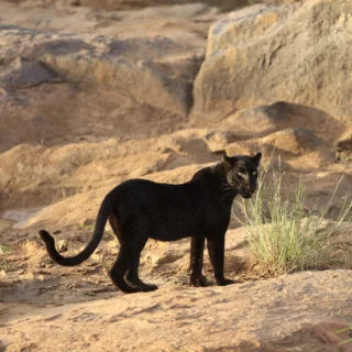 Kenya’s Laikipia County is where you’ll find one of Africa’s most elusive big cats, the Black Leopard. Their black fur is a melanistic mutation, and it’s incredibly rare. 🐈‍⬛

There are around five or six known black leopards in Laikipia. Will Burrard Lucas first photographed a male in 2019. Now, the most famous among them is Giza Mrembo (meaning ‘the beautiful darkness’ in Swahili). 

Her territory is just one kilometre away from @laikipiawilderness, and she is spotted regularly, giving you a chance to observe a wild leopard’s natural behaviour. 

If you’re keen to see Giza, we can book you a specialist black leopard safari in advance as spaces are limited and they get booked up! To find out more, give Alex, our Senior Travel Specialist, a call today. 

📷 @laikipiawilderness

#kenya #safari #travel #laikipiacounty #blackleopard #leopard #wildlife #animals #wilderness #laikipia