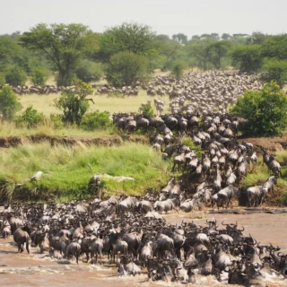 Have you witnessed the Greatest Show on Earth? 

In southwest Kenya, the Maasai Mara Wildlife Reserve spans 1,510 square kilometres and together with Tanzania’s Serengeti National Park, it sets the stage for the Great Migration. 

Every year between July and October, over two million wildebeest and zebra cross the plains on a perilous journey of crocodile-infested rivers, hunted by predators like lions and cheetahs. This exhilarating spectacle has been described as the ‘Greatest Show on Earth.’ 

Give our Senior Travel Specialist Alex a call to start planning an unforgettable trip to the Maasai Mara! 

#